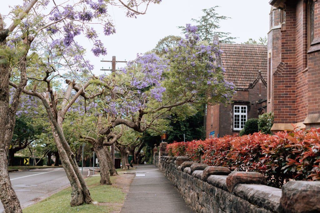 The myriad wonders of Wahroonga